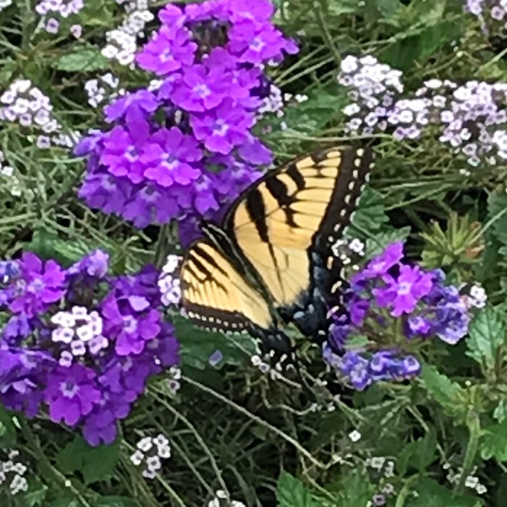 Meet your Posher, Karen